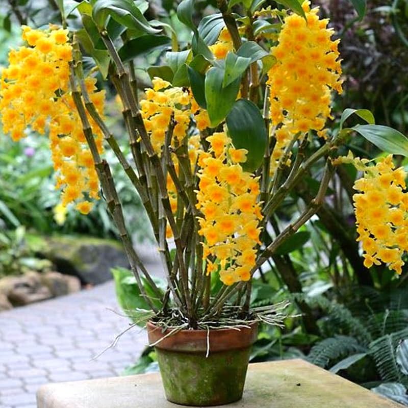 Yellow Densiflorum flower seeds for planting