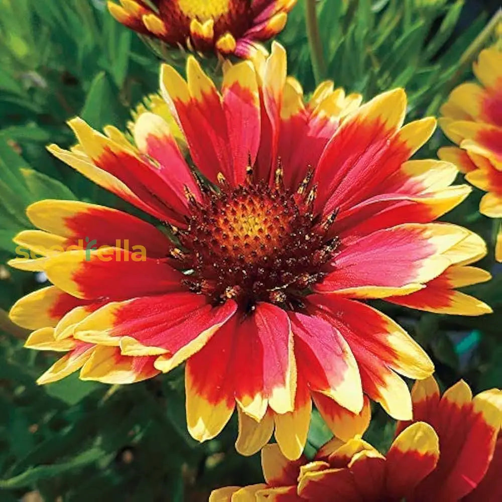 Yellow Gaillardia Aristata seeds for planting