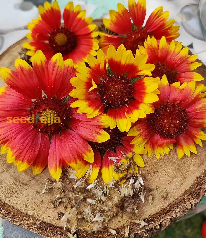 Ornamental Yellow Gaillardia seeds for gardens