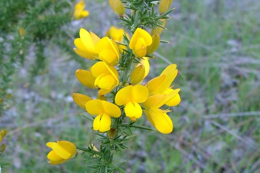 Non GMO Yellow Gorse plant seeds