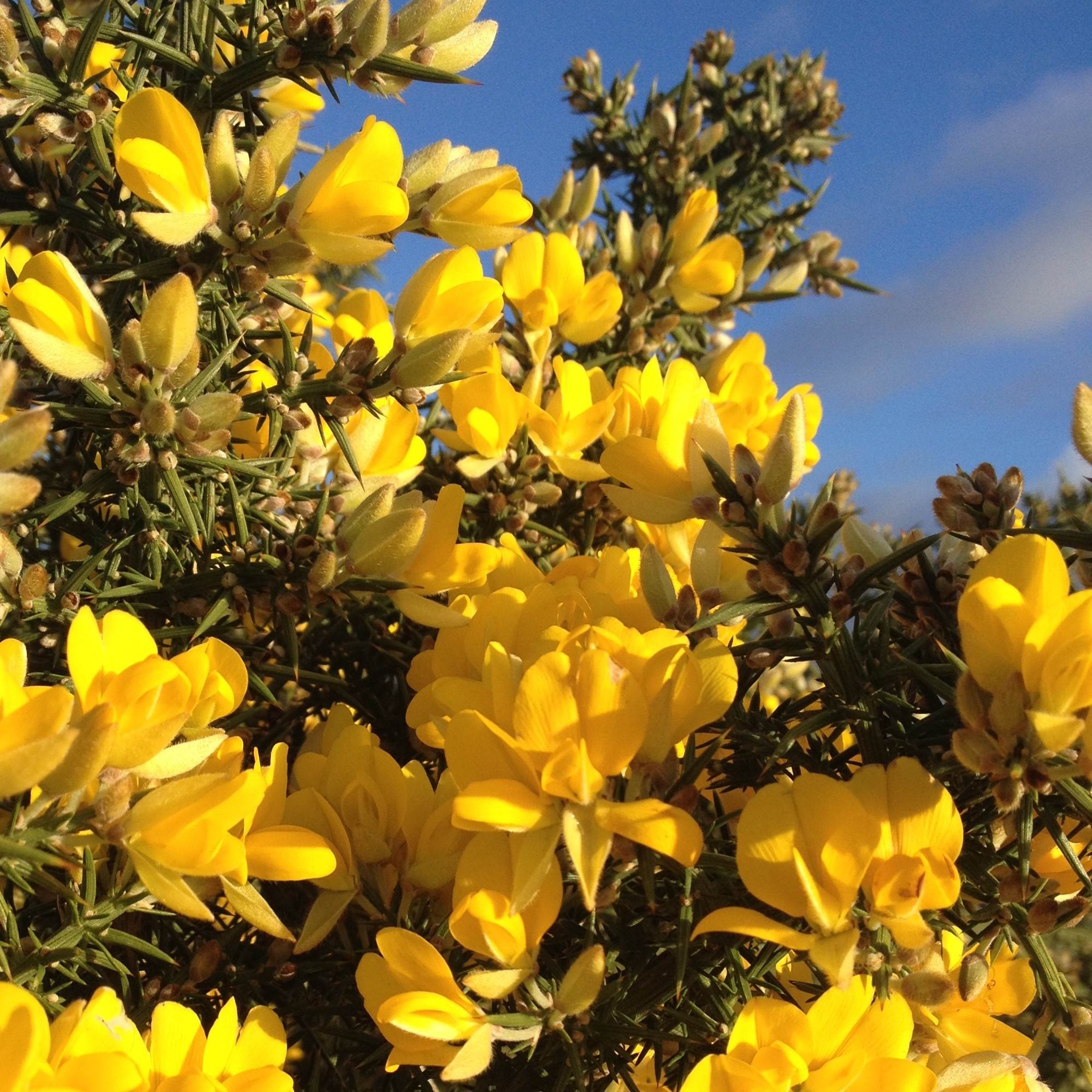 Ornamental Yellow Gorse shrub for landscapes