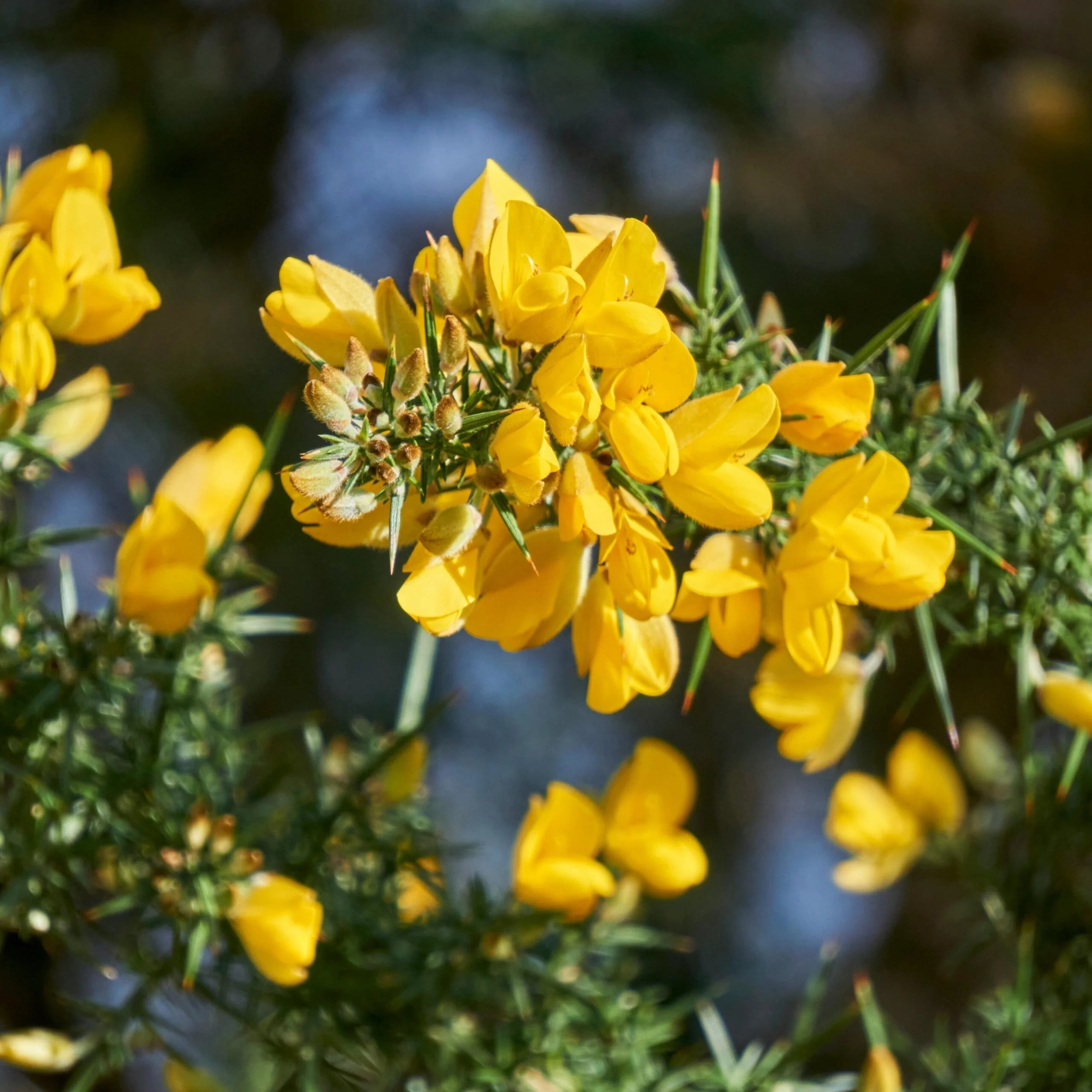 Yellow Gorse planting seeds