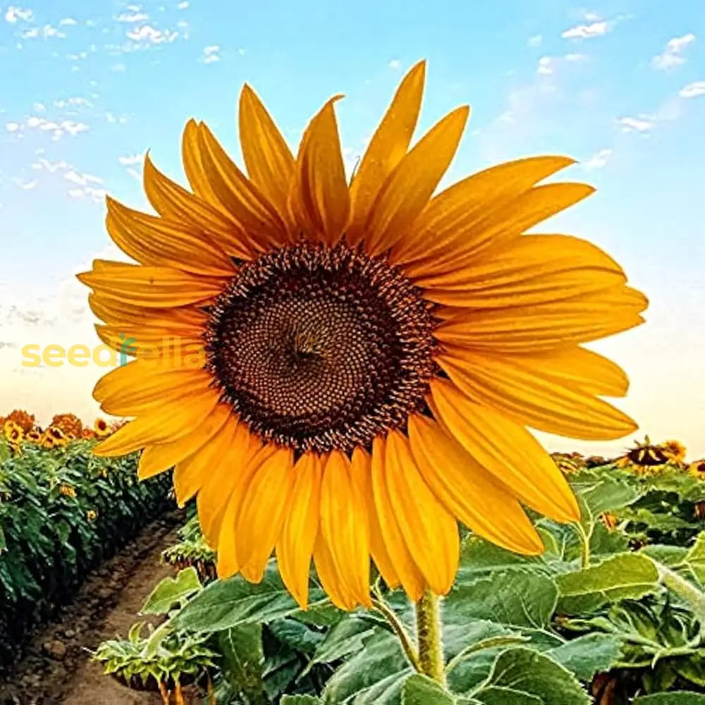 Ornamental Yellow Hybrid Sunflower flowering plant