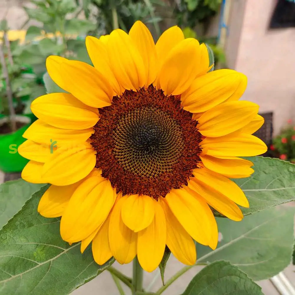 Yellow Hybrid Sunflower seeds for perfect planting