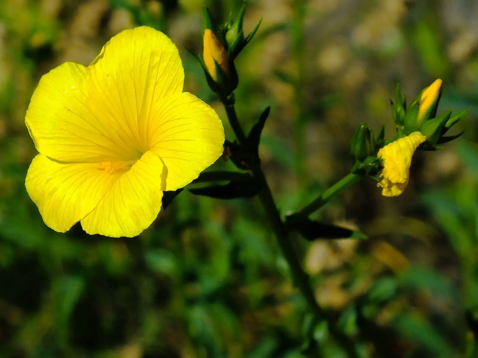 Yellow Linum Flavum flowers blooming in garden
