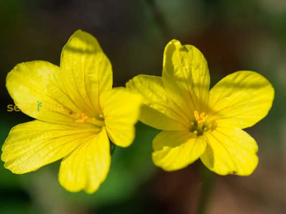 Non GMO Yellow Linum Flavum flower seeds