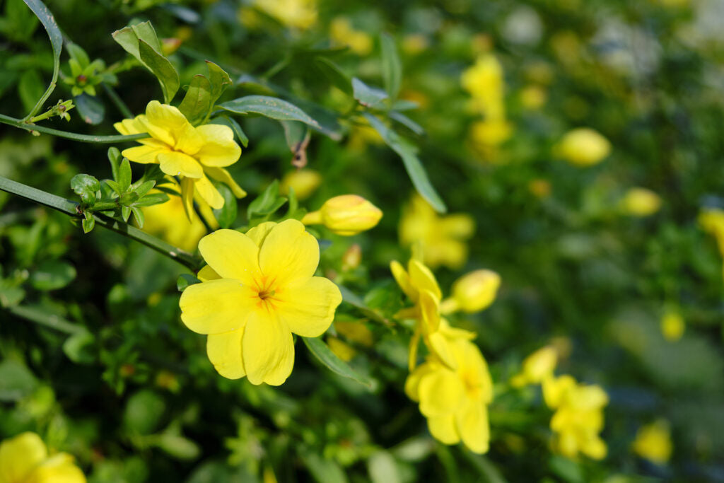 Ornamental Yellow Linum Flavum seeds for gardens