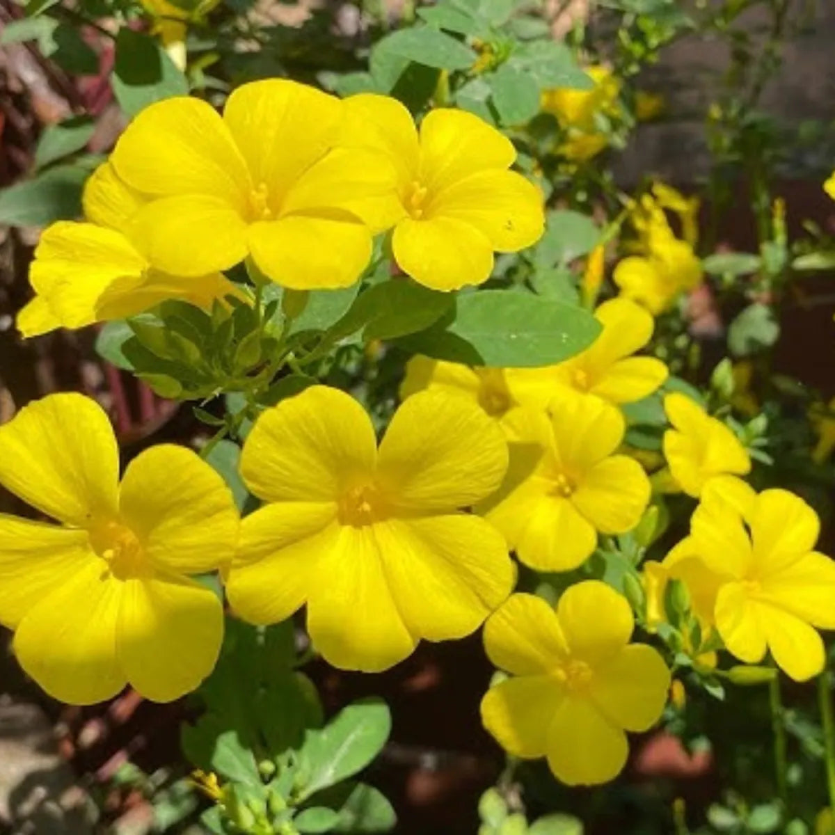 Yellow Linum Flavum Flower seeds for planting