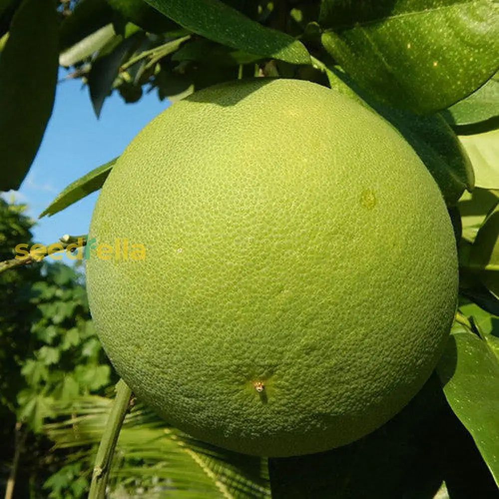 Yellow Mini Pummelo Fruit Seeds for planting and growing sweet citrus fruit.