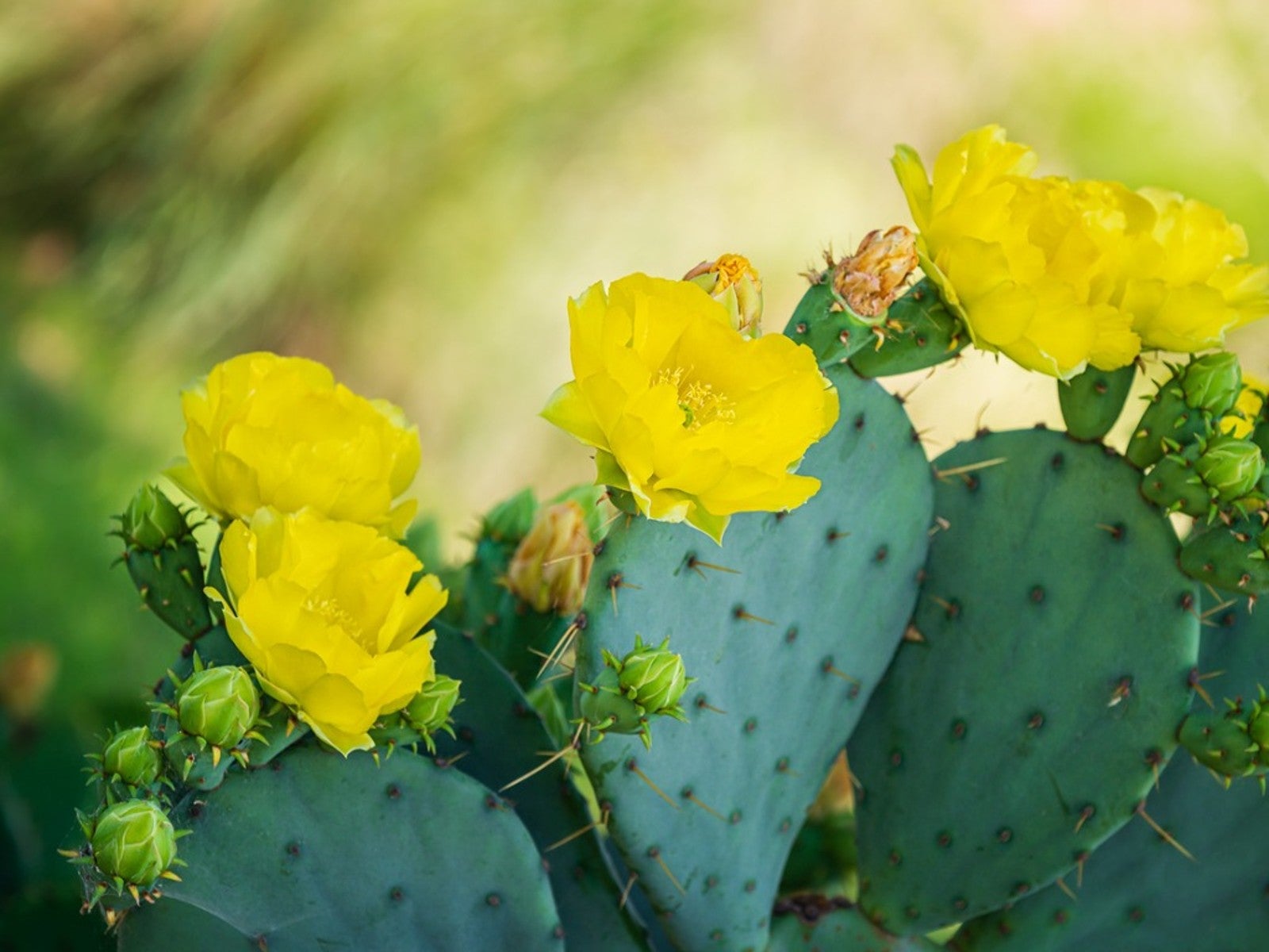 Yellow Opuntia cactus flower in bloom