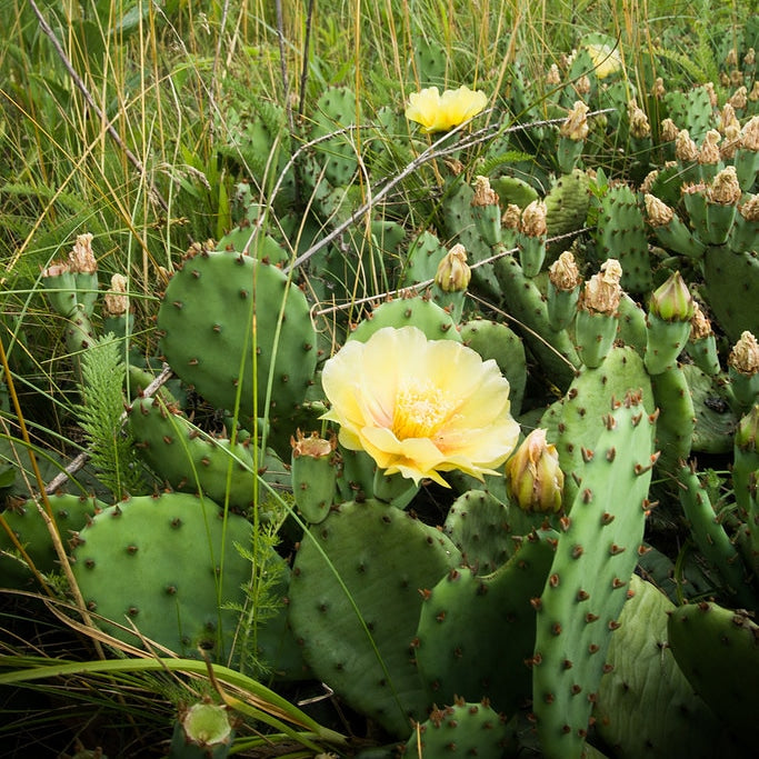 Non GMO Yellow Opuntia Macrorhiza seeds