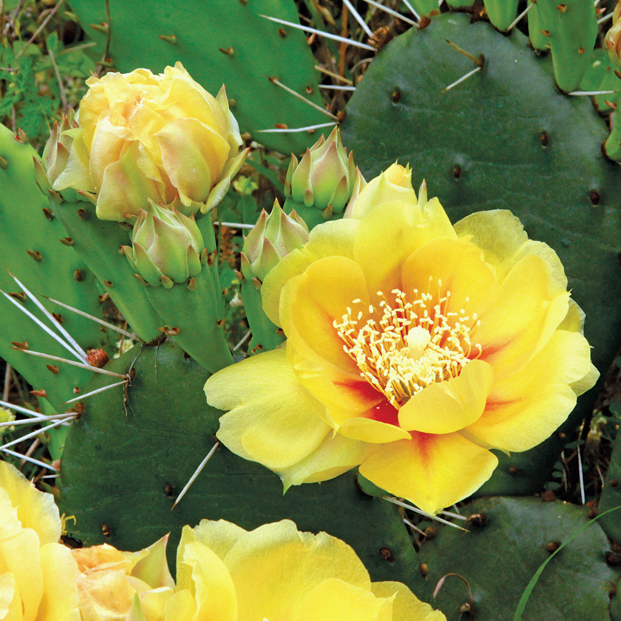 Ornamental Yellow Opuntia cactus for landscapes