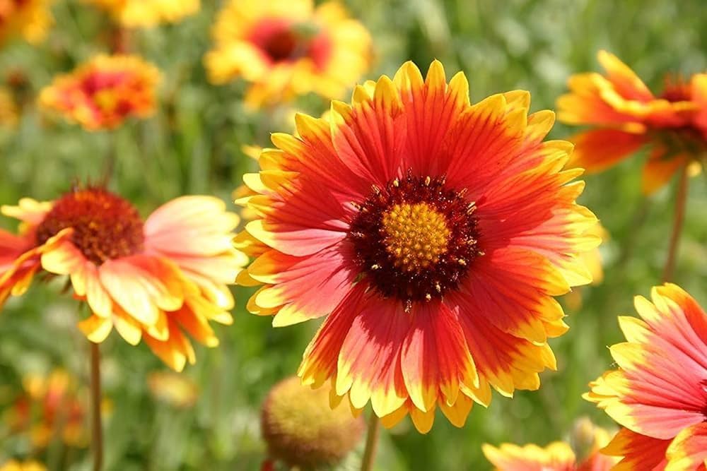 Non GMO Yellow Orange Aristata flower seeds