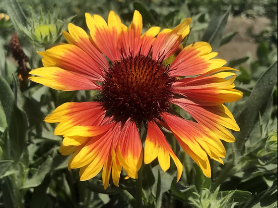 Yellow Orange Aristata in pollinator garden