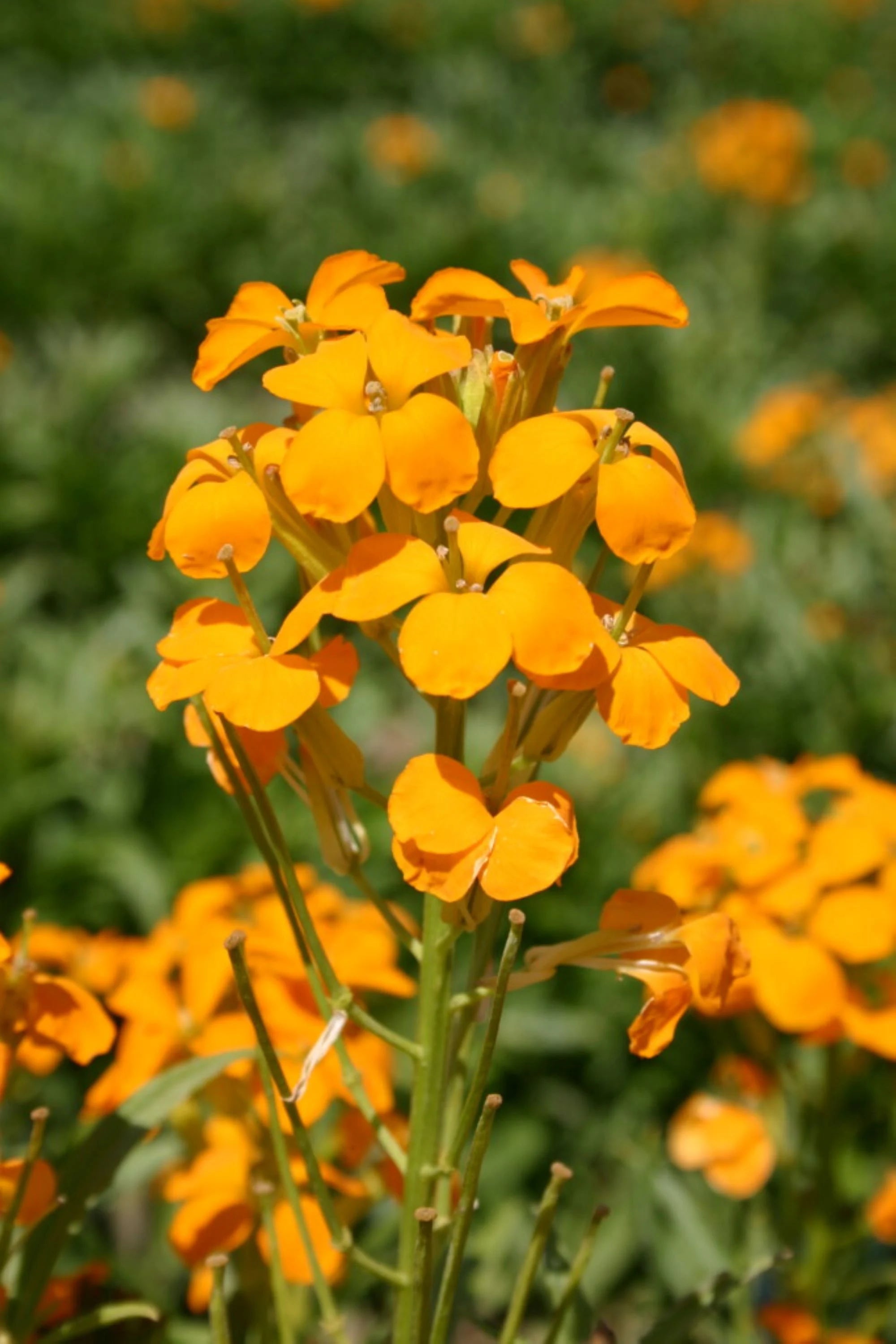 Yellow Orange Erysimum flowers blooming in garden