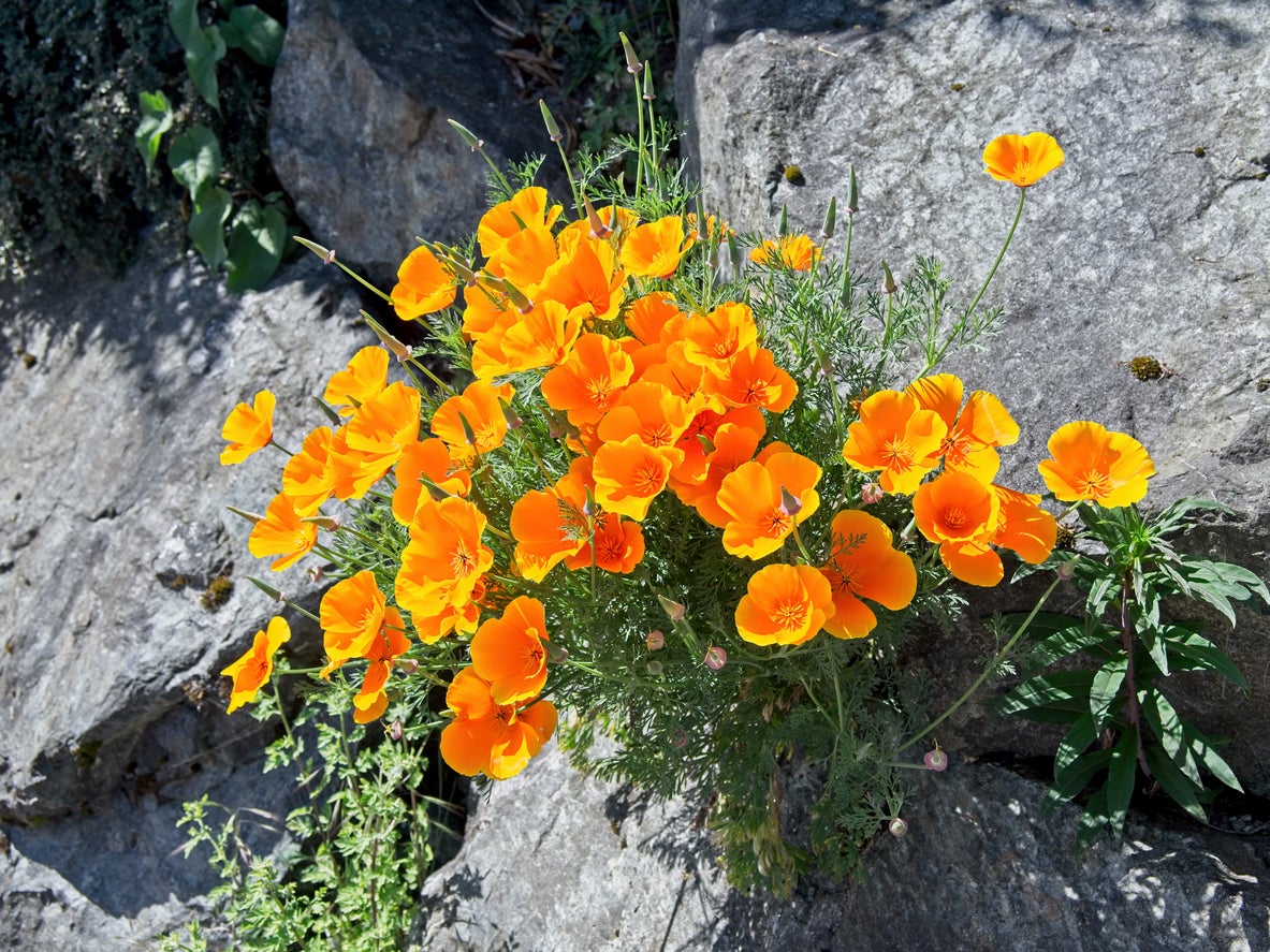 High germination Yellow Orange Erysimum seeds