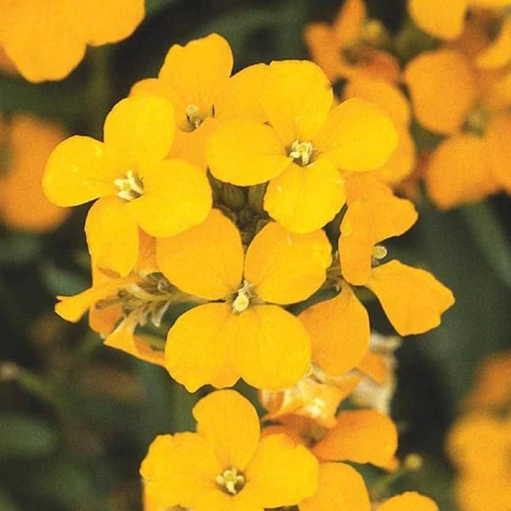 Non GMO Yellow Orange Erysimum seeds