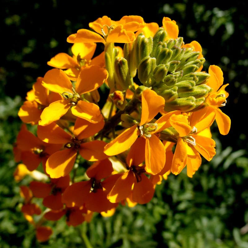Ornamental Yellow Orange Erysimum seeds for gardens