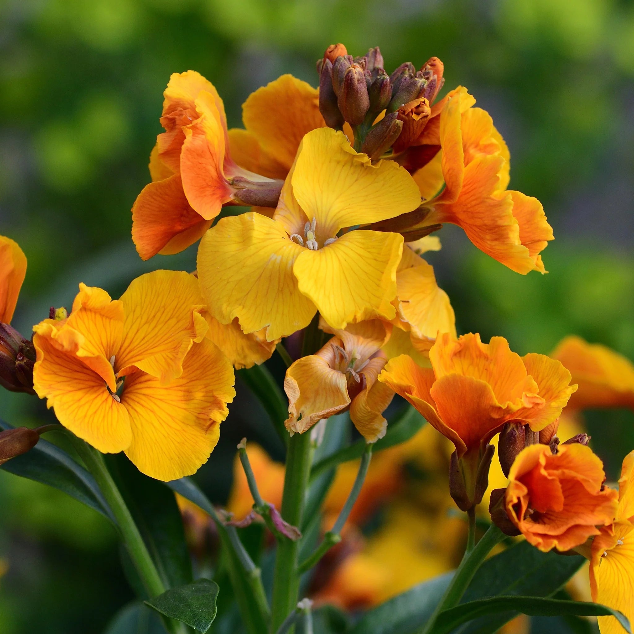 Yellow Orange Erysimum seeds for planting