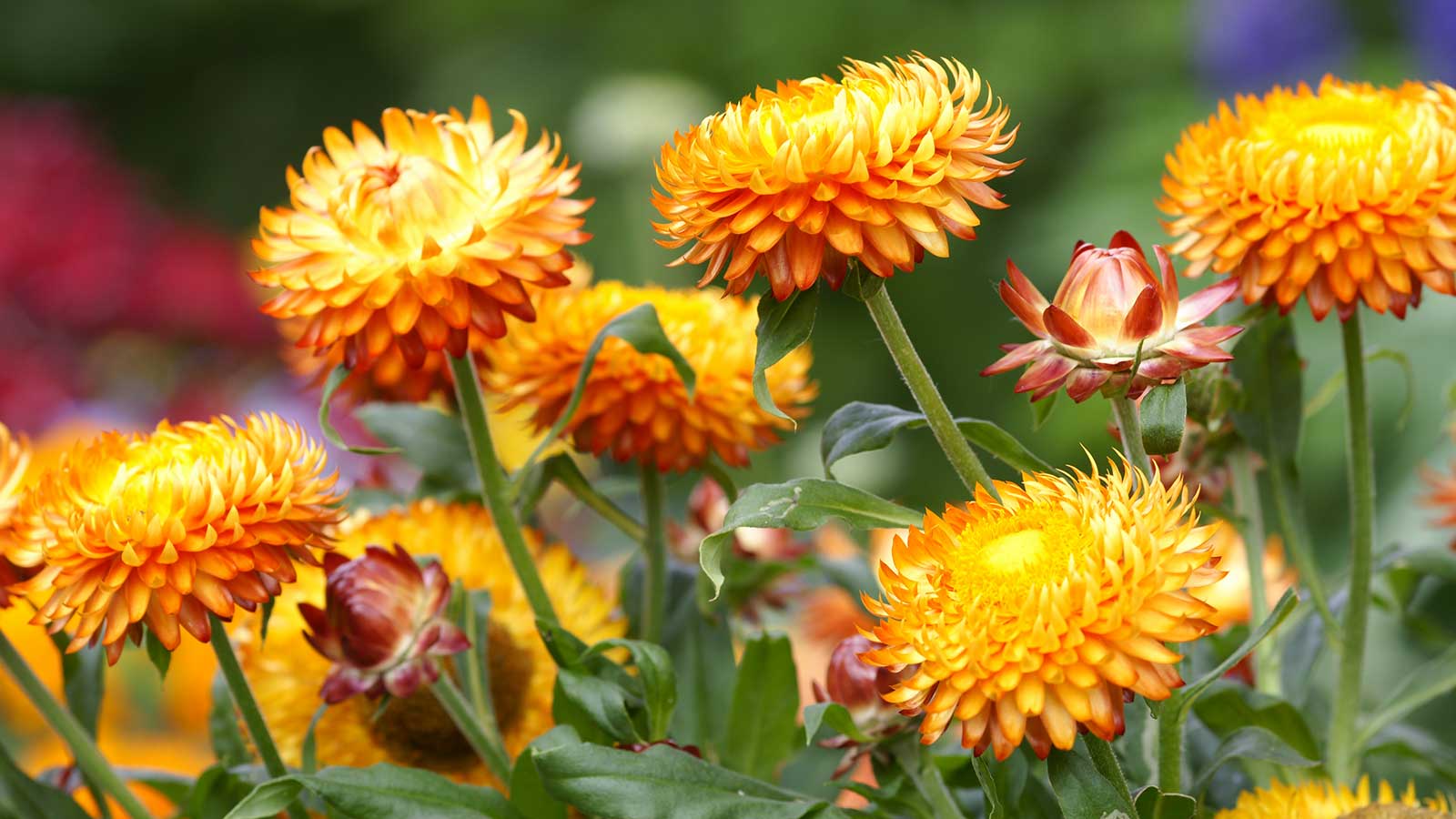 High germination Strawflower seeds