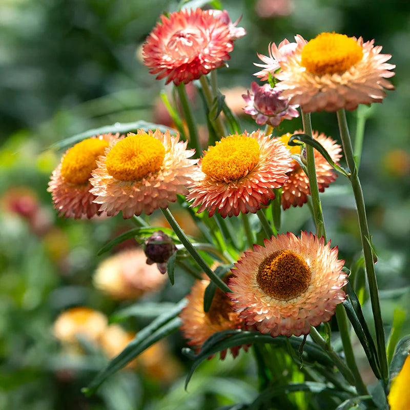 Non-GMO Strawflower seeds