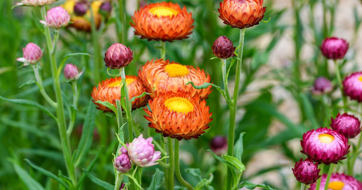 Ornamental Strawflower plant with bright blooms