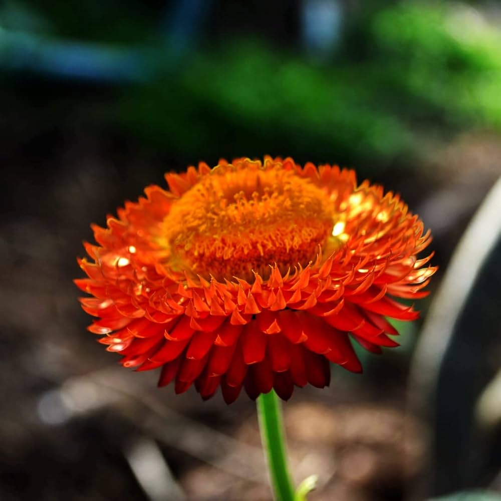 Yellow and orange Strawflower seeds for planting