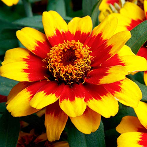 Yellow Profusion flower seeds for planting
