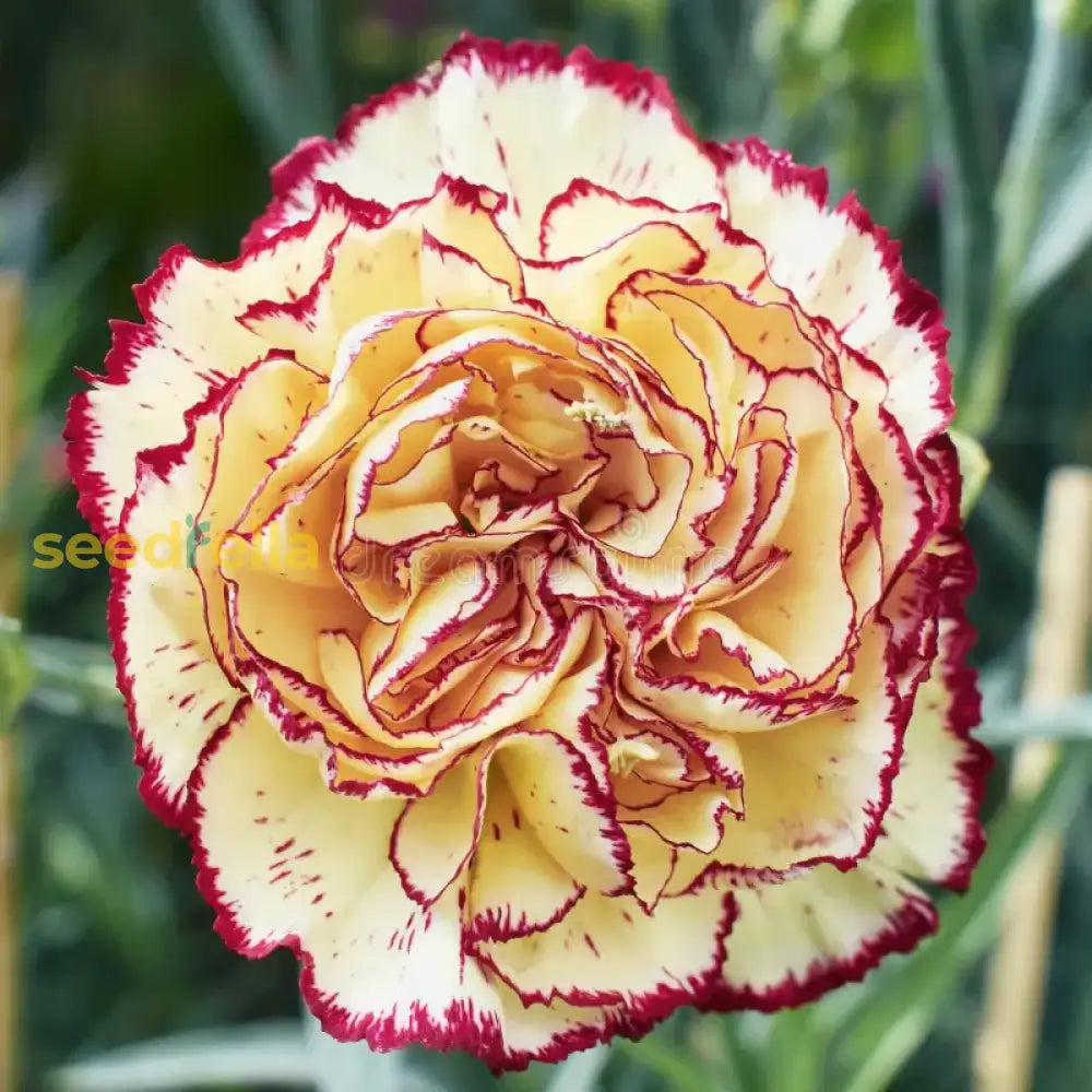 Yellow Purple Carnation seeds for planting