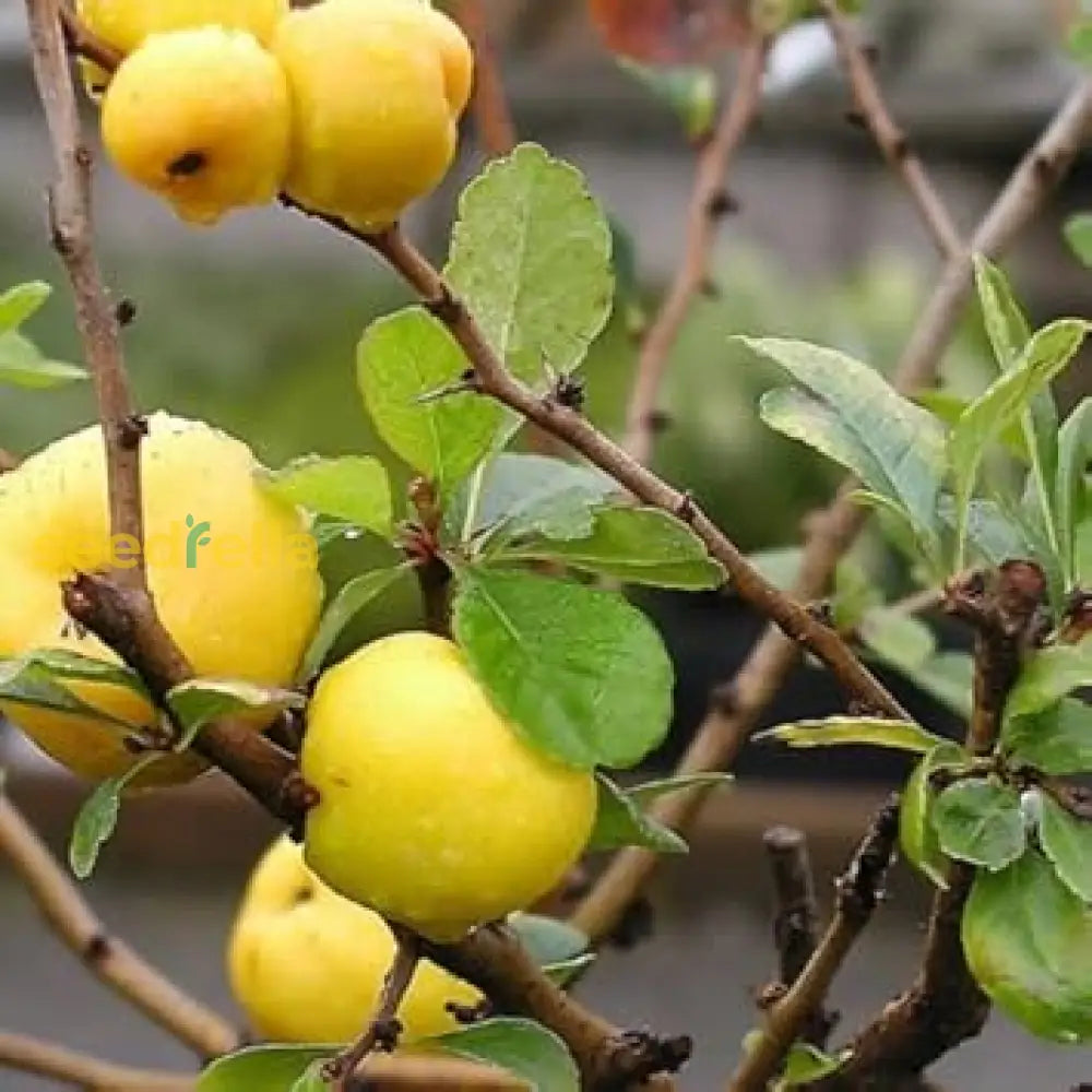 Yellow Quince Seeds for planting and growing your own fruit.