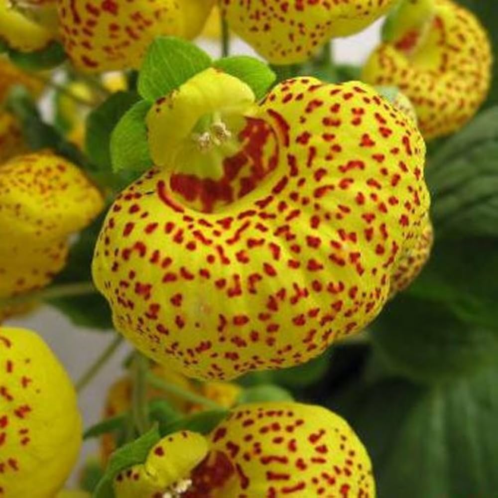 Non-GMO Calceolaria flower seeds