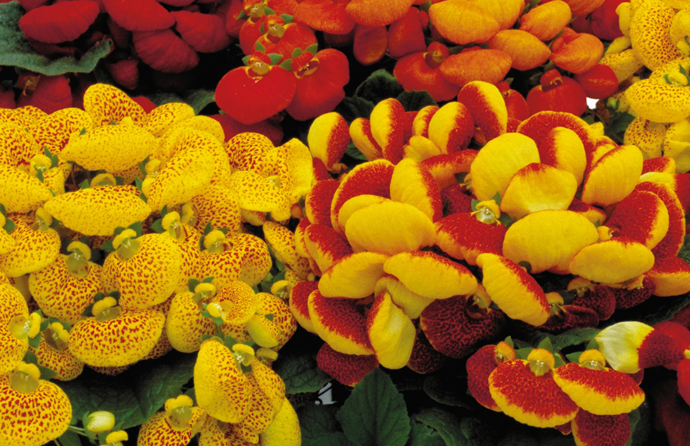Ornamental Calceolaria plant with pocketbook blooms