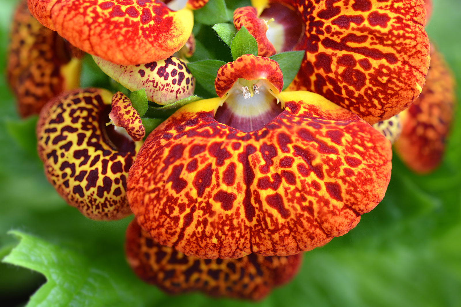 Potted Calceolaria with yellow-red flowers