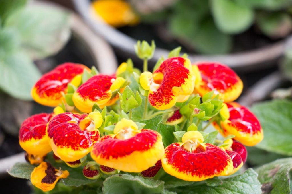 Yellow and Red Calceolaria flower seeds for planting