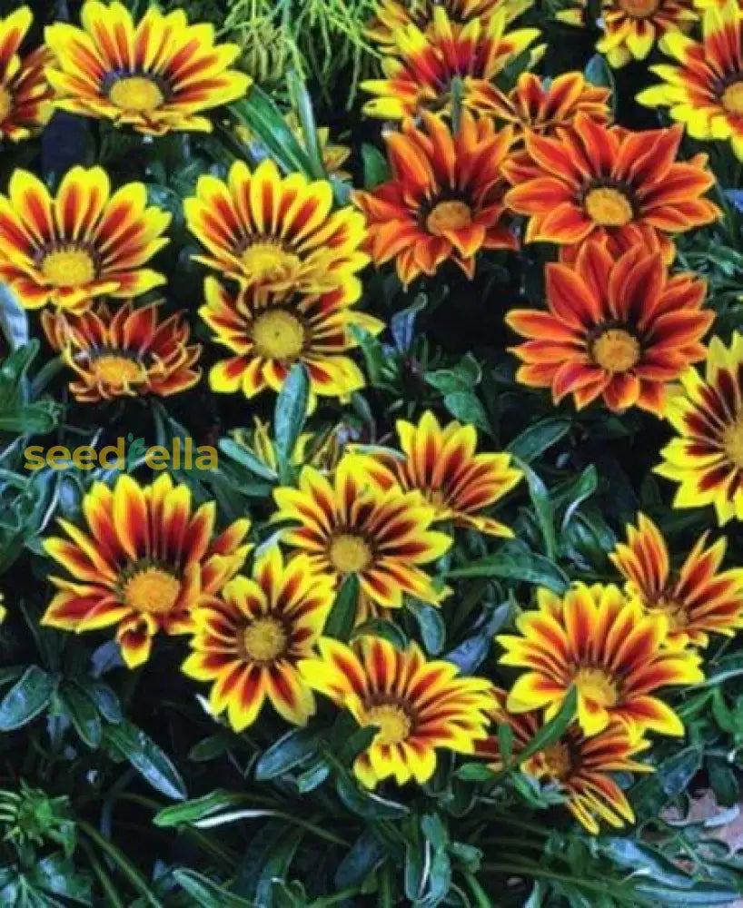 Non GMO Yellow Red Gazania seeds