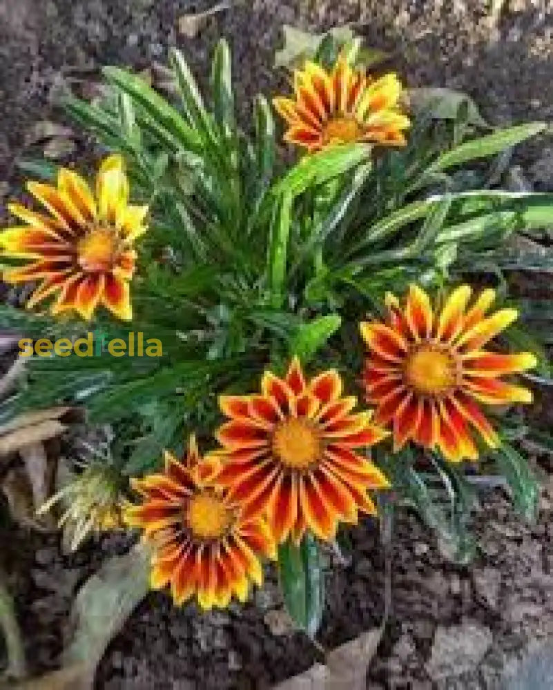 Ornamental Yellow Red Gazania flowering plant