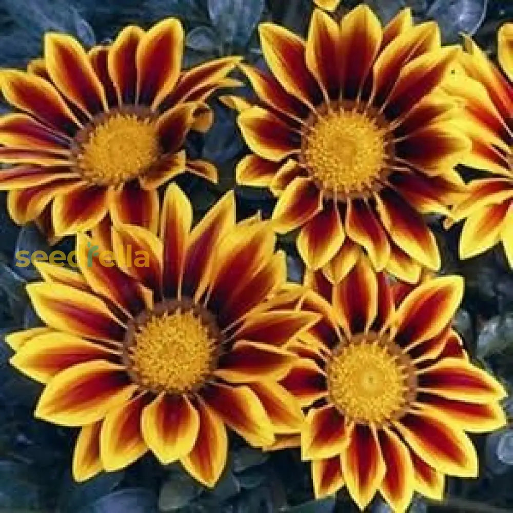 Yellow Red Gazania Rigens flower planting seeds