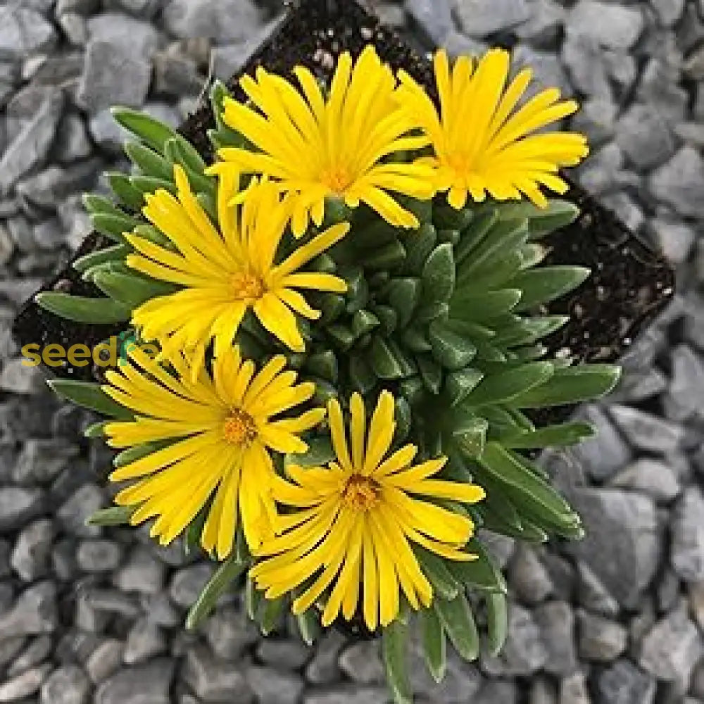 Non GMO Yellow Red Ice Flower seeds