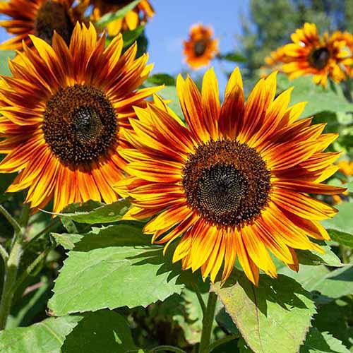 Yellow Red Sunflower planting seeds to brighten your garden