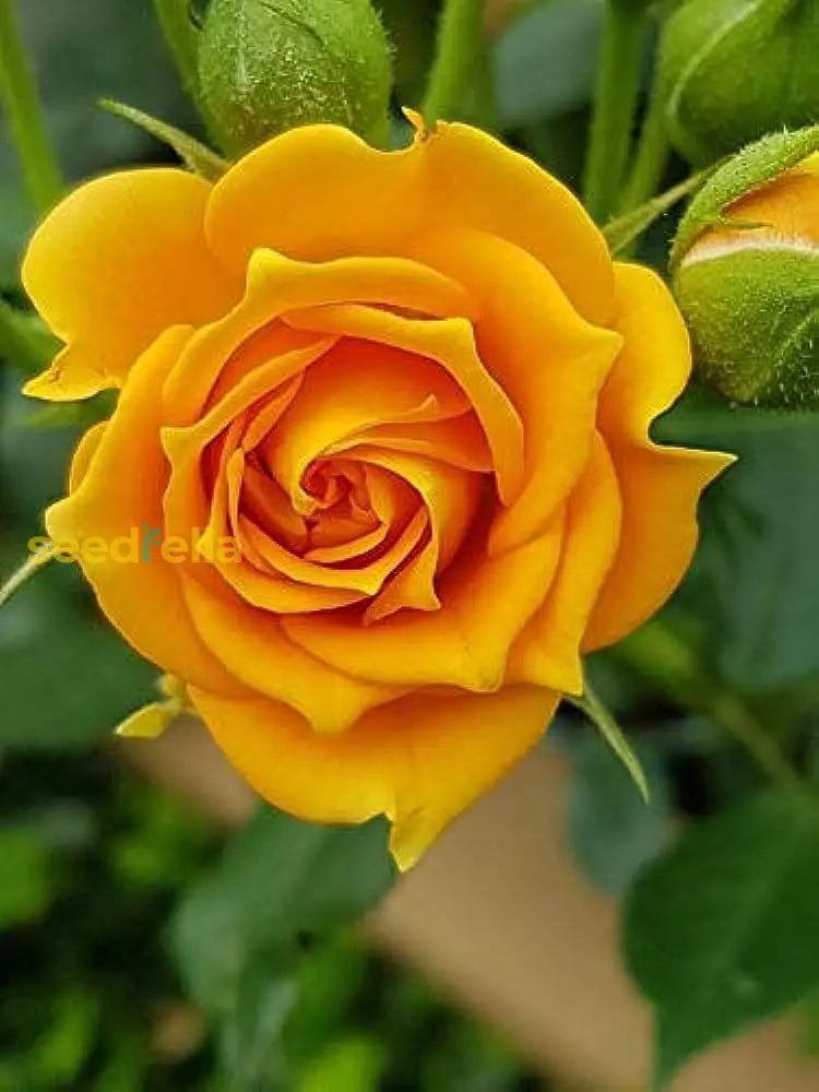 Yellow Rose in pots and containers