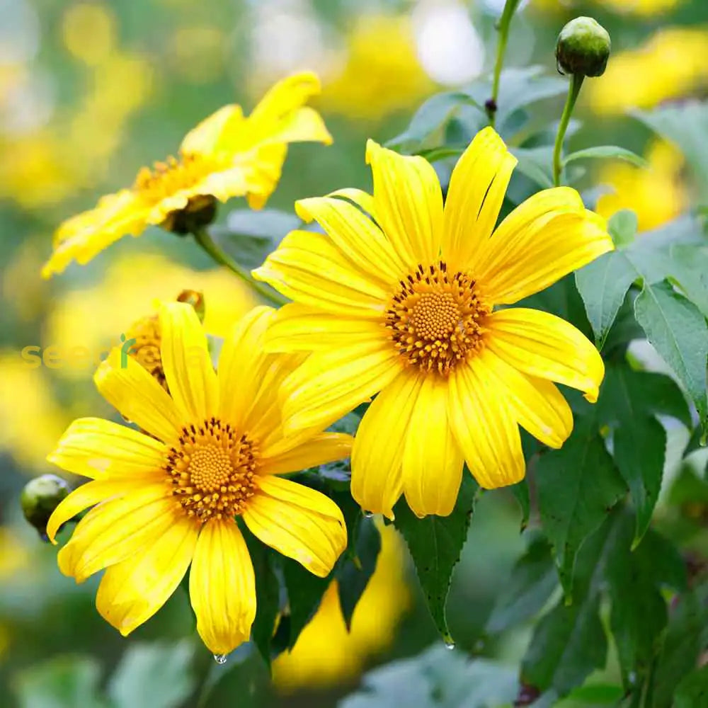 Ornamental Yellow Rotundifolia flowering plant