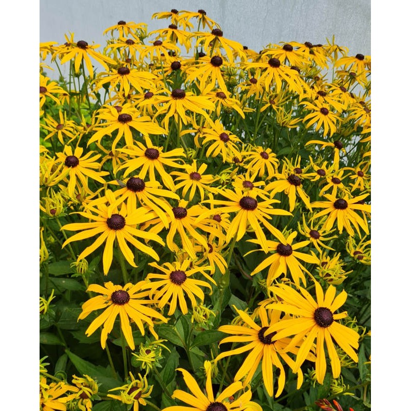 Ornamental Yellow Rudbeckia Goldstrum for gardens