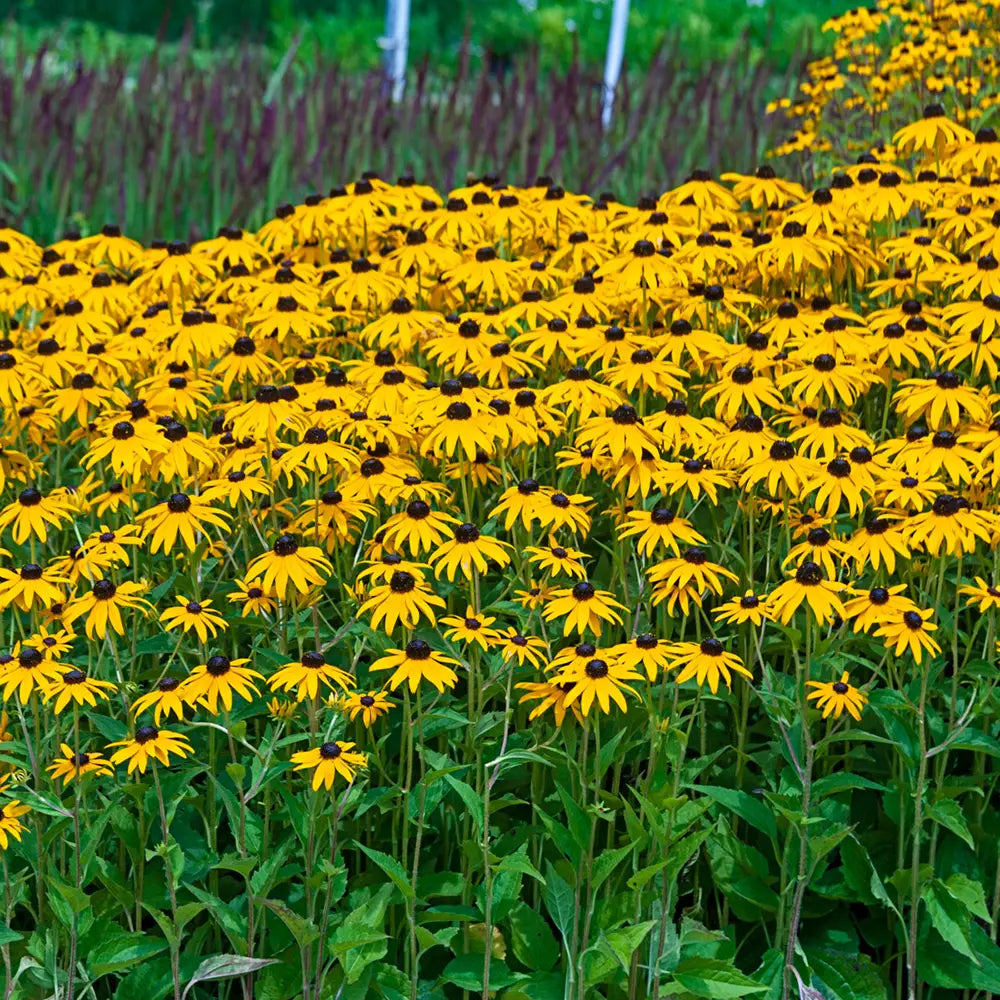 Yellow Rudbeckia Goldstrum Flower seeds for planting