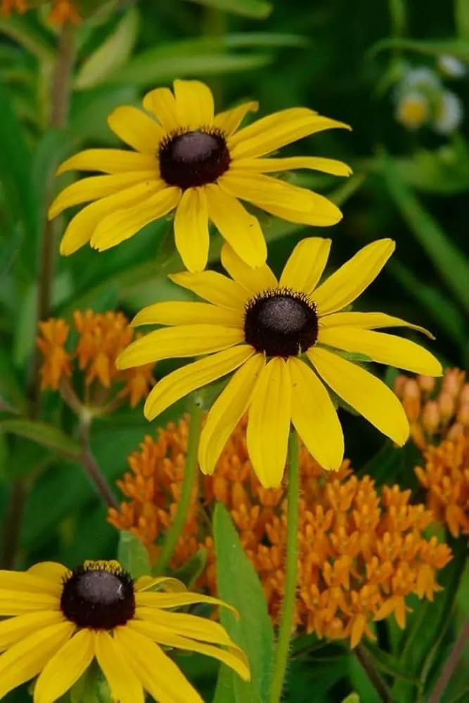 Non GMO Yellow Rudbeckia flower seeds
