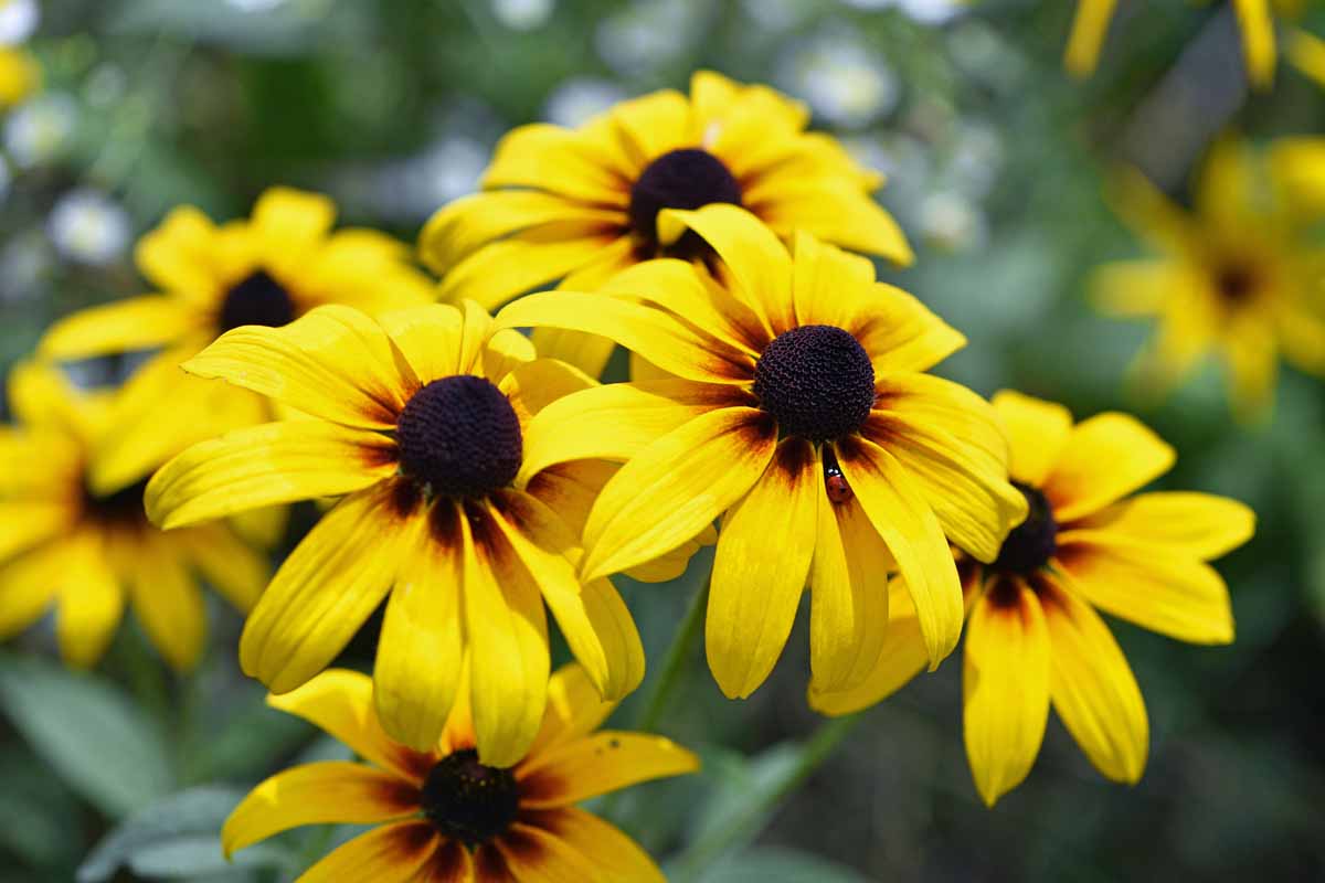 Ornamental Yellow Rudbeckia for gardens