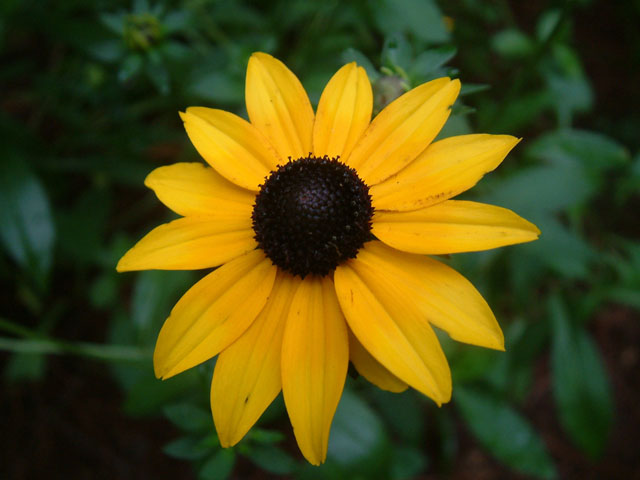Yellow Rudbeckia flower seeds for planting