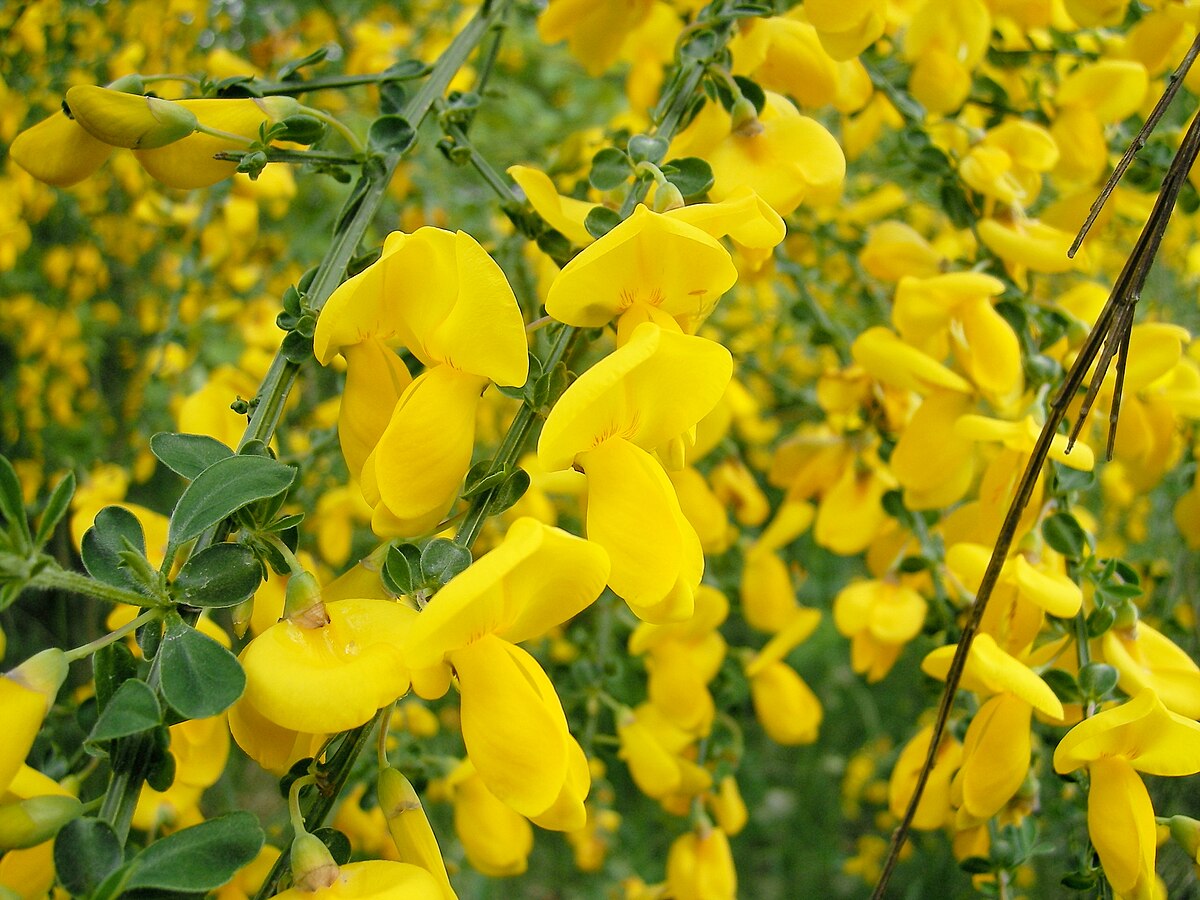 Non-GMO Scotch Broom seeds