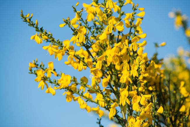 Ornamental Scotch Broom shrub with yellow blooms