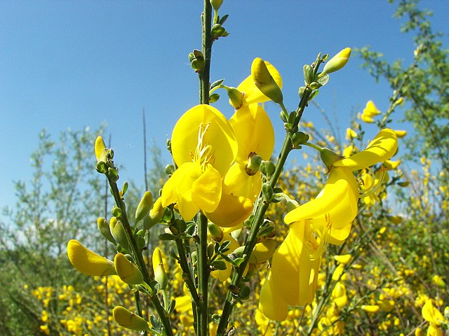 Yellow Scotch Broom flower seeds for planting