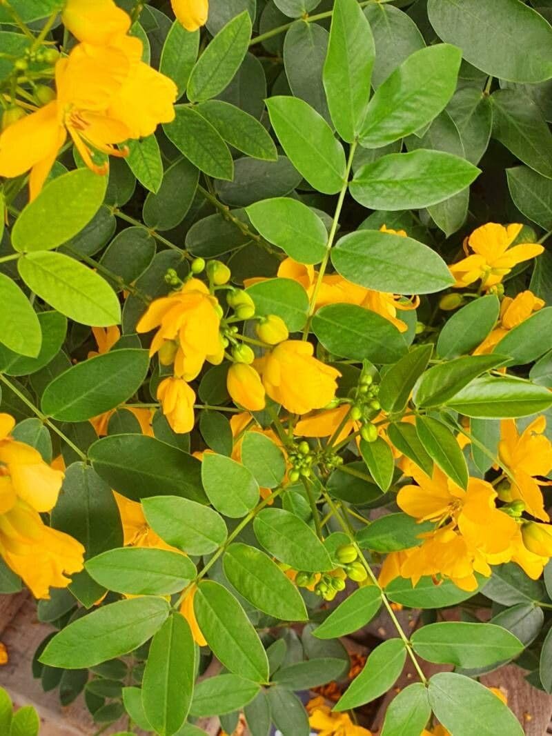 Ornamental Yellow Senna flowering plant